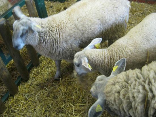 La Ferme Marcel Dhénin